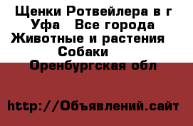 Щенки Ротвейлера в г.Уфа - Все города Животные и растения » Собаки   . Оренбургская обл.